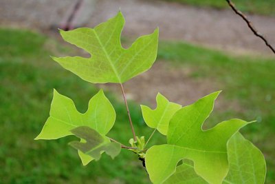 Liriodenron chinese - liliovník čínský - jarní listy